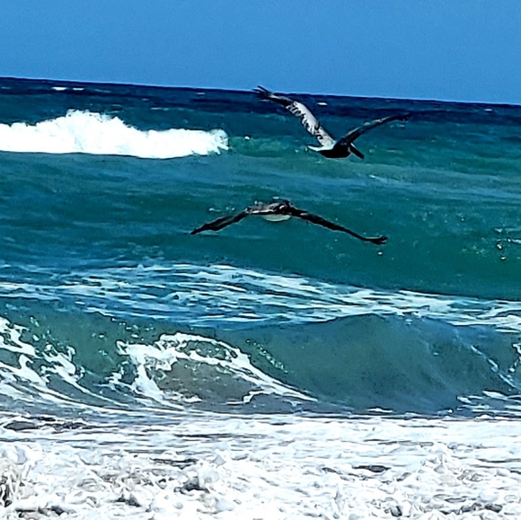 Meet your Posher, Lisa - Picture 2 of 7